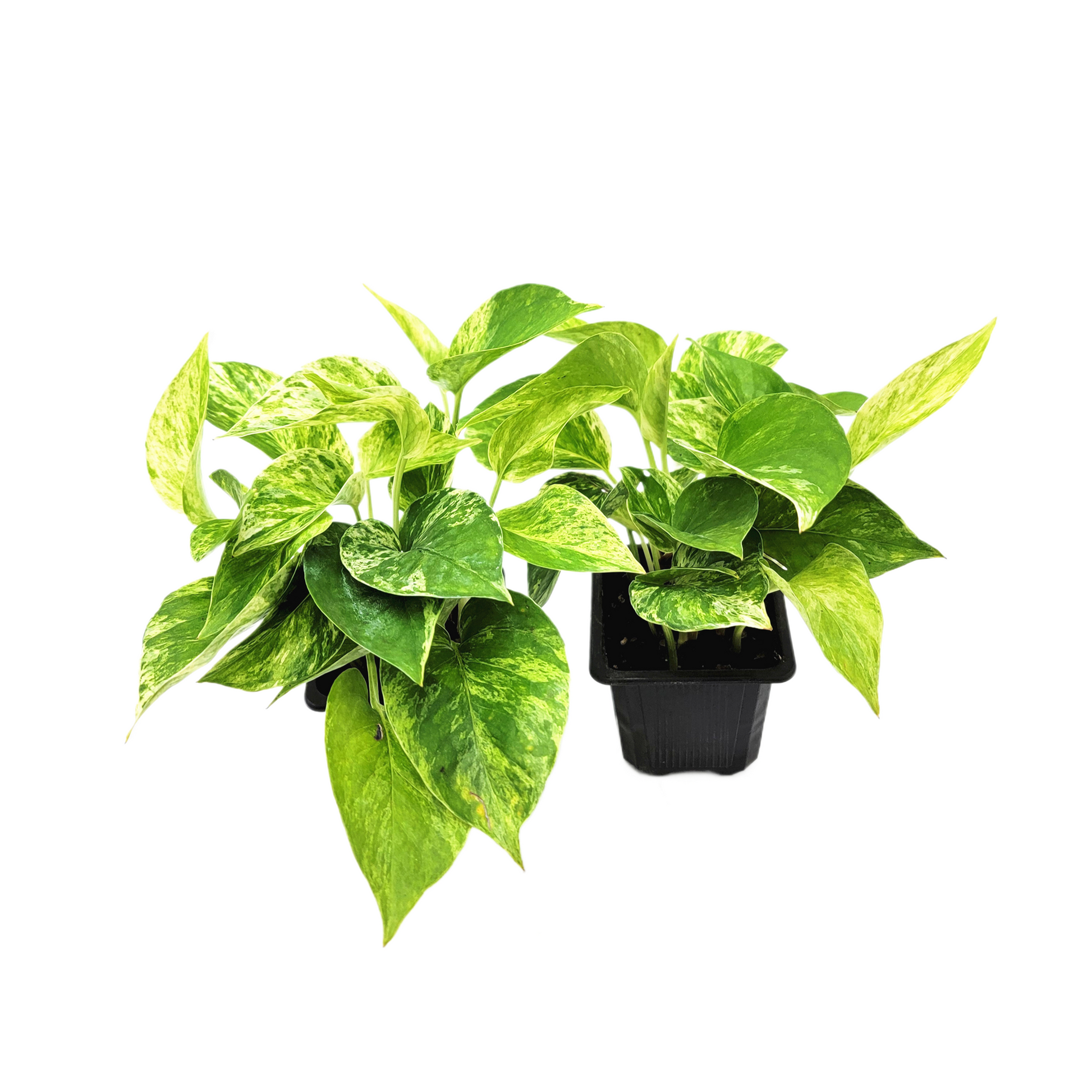 marble queen pothos trailing 2-PK Marble Queen Pothos Plant, 3-inch Pot, Easy-Care Trailing Housepl – Wonderland Flora