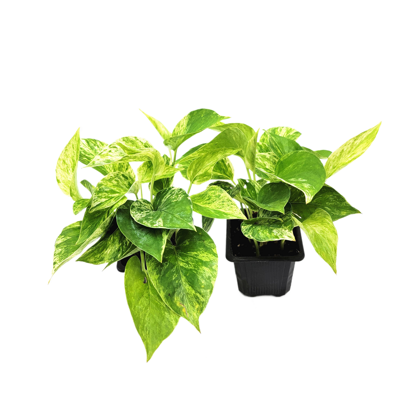 2-PK Marble Queen Pothos Plant, 3-inch Pot, Easy-Care Trailing Houseplant with Variegated Foliage (2 Count)