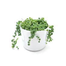 Load image into Gallery viewer, String of Pearls Live Plant, Senecio Rowleyanus – Hanging Basket, Succulent Vine, Gift Plant, Holiday Gift, 4” Décor Pot
