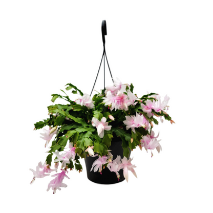 Thanksgiving Cactus, House Plant, Flowering Indoor Plant, Seasonal Pink White Flowers, Christmas Cactus, 8” Hanging Basket, Free Heat Pack