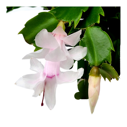 Thanksgiving Cactus, Live House Plant, Flowering Indoor Plant, Seasonal Pink White Flowers, Christmas Cactus, 4” Pot, Free Heat Pack