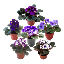 Load image into Gallery viewer, 10-Pack of 4” Pot African Violets, Saintpaulia ionantha, from 12 Available Colors, Colors May Vary but All Different, African Violet Live Plant, African violet plants, Plant Gifts, Holiday Gifts
