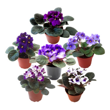 Load image into Gallery viewer, 4-Pack of 4” Pot African Violets, Saintpaulia ionantha, from 12 Available Colors, Colors May Vary but All Different, African Violet Live Plant, African violet plants, Plant Gifts, Holiday Gifts
