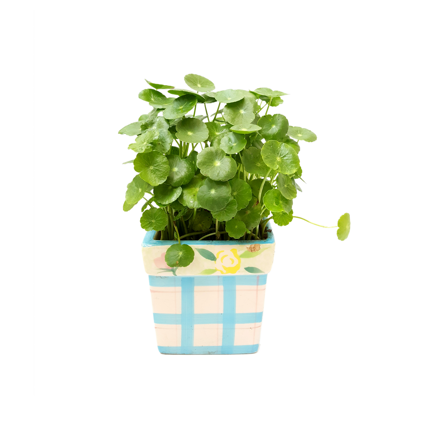 Copper Coin Plant, Hydrocotyle vulgaris, Lucky Plant, Money Plant, Marsh Pennywort, Pet Safe - 3-inch Nursery Pot