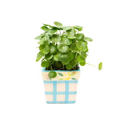 Copper Coin Plant, Hydrocotyle vulgaris, Lucky Plant, Money Plant, Marsh Pennywort, Pet Safe - 3-inch Nursery Pot