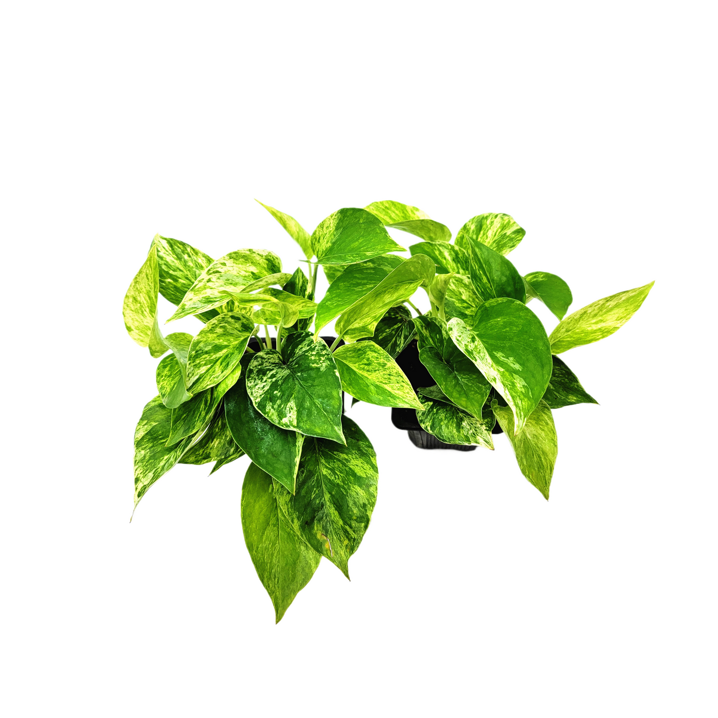 2-PK Marble Queen Pothos Plant, 3-inch Pot, Easy-Care Trailing Houseplant with Variegated Foliage (2 Count)