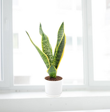 Load image into Gallery viewer, Snake Plant, Variety of Laurentii, Beautiful Foliage, Low Maintenance, May Stay in Low Light, Air Cleaner, Converts CO2 to Oxygen in the Dark,4” Décor Pot

