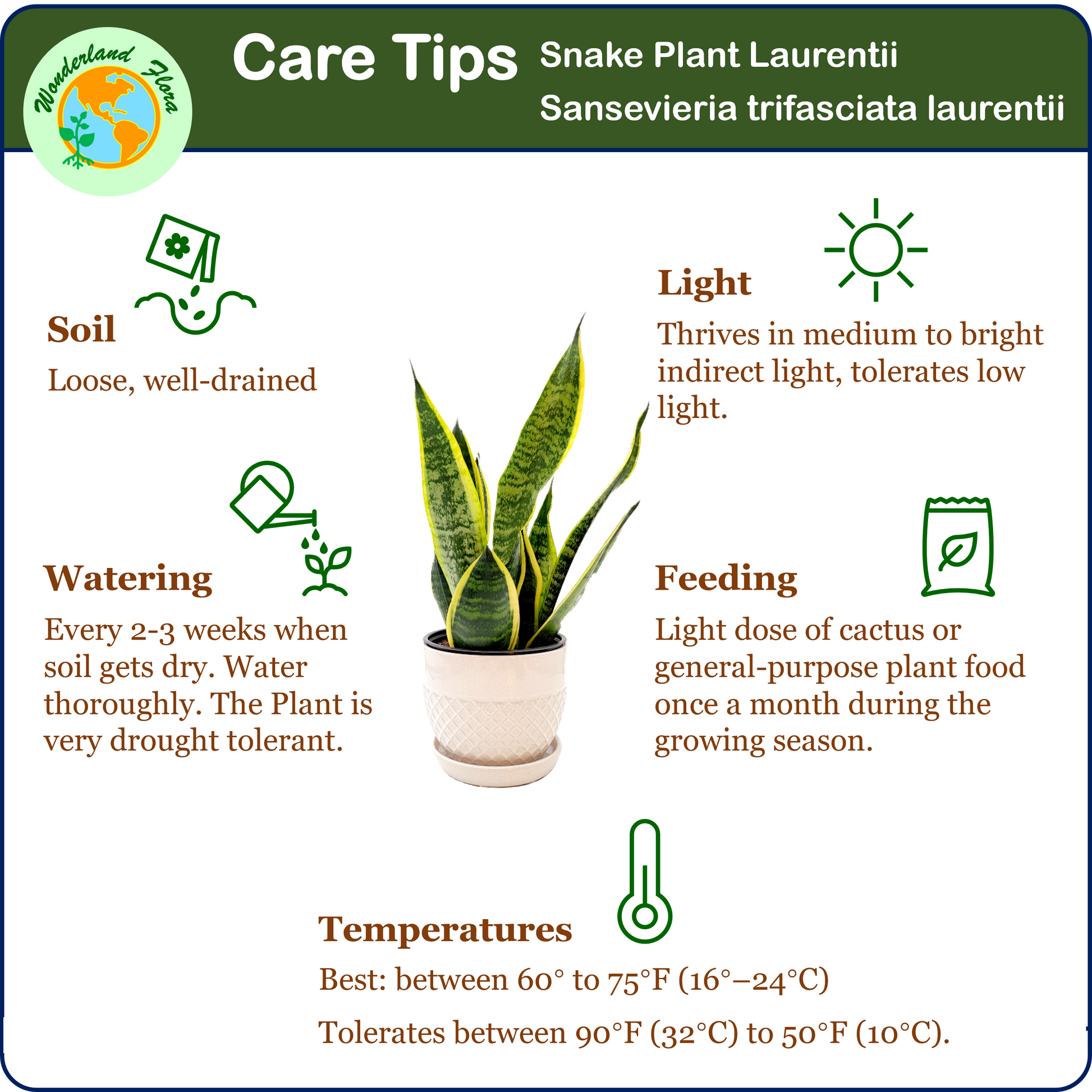 light for snake plant Snake Plant, Variety of Laurentii, Beautiful Foliage, Low Maintenance, – Wonderland Flora