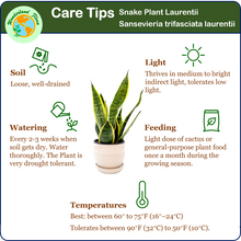 Load image into Gallery viewer, Snake Plant, Variety of Laurentii, Beautiful Foliage, Low Maintenance, Ability to Stay with Low Light, Air Cleaner, Converts CO2 to Oxygen in the Dark, Excellent for Bedrooms, 6” Décor Pot
