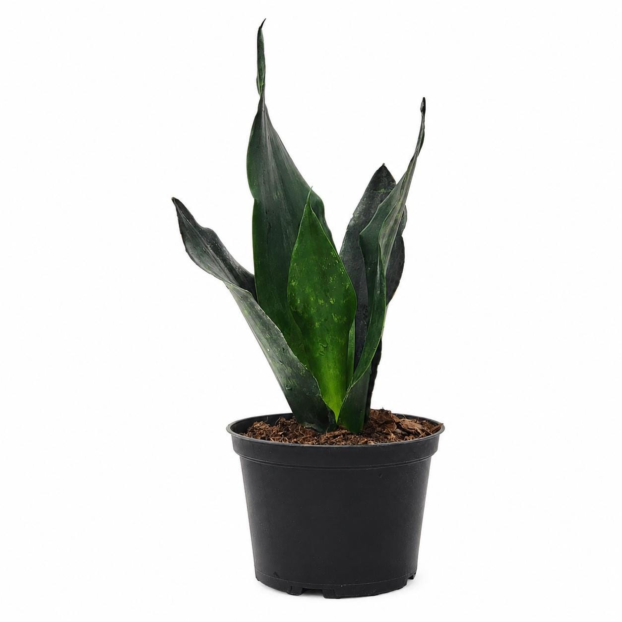 Sansevieria Black Dragon Snake Plant in 6-Inch Nursery Pot – Easy Low Light Indoor Houseplant