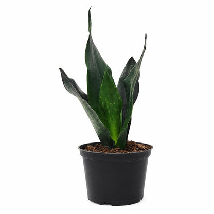 Sansevieria Black Dragon Snake Plant in 6-Inch Nursery Pot – Easy Low Light Indoor Houseplant