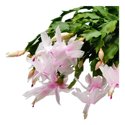 Thanksgiving Cactus, House Plant, Flowering Indoor Plant, Seasonal Pink White Flowers, Christmas Cactus, 8” Hanging Basket, Free Heat Pack