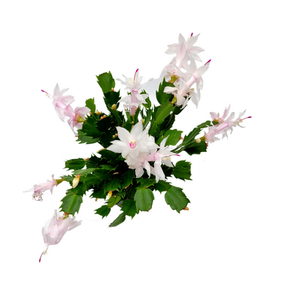 Thanksgiving Cactus, Live House Plant, Flowering Indoor Plant, Seasonal Pink White Flowers, Christmas Cactus, 4” Pot, Free Heat Pack