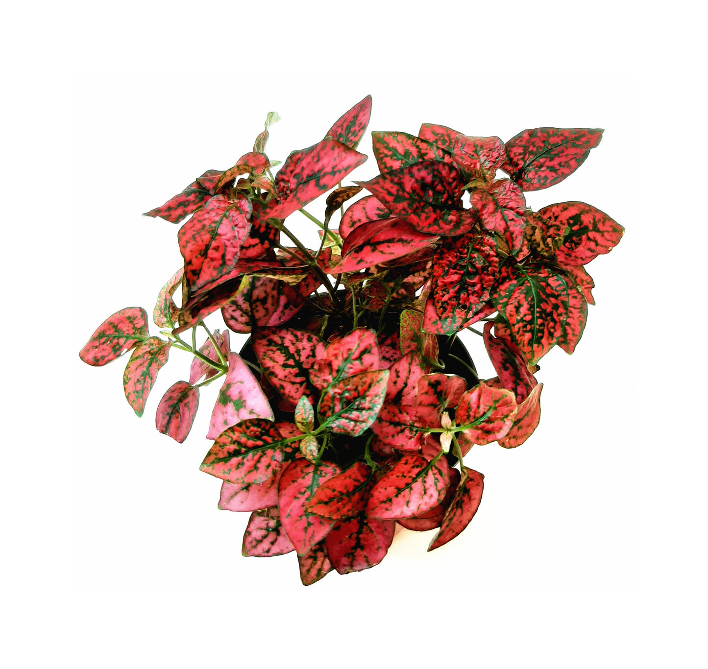 3.5”-Pot of Red Polka Dot Plants, Hypoestes phyllostachya, Freckle Face Plants – Houseplants, Foliage Plants, Indoor Plants, Home Décor