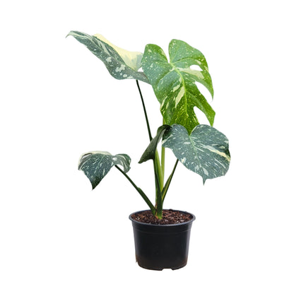 Premium Thai Constellation Monstera - Large Statement Houseplant in 6-Inch Pot, Rare Indoor Plant Beauty