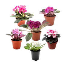 Load image into Gallery viewer, 6-Pack of 4” Pot African Violets, Saintpaulia ionantha, from 12 Available Colors, Colors May Vary but Are All Different, African Violet Live Plant, African violet plants, Plant Gifts, Holiday Gifts
