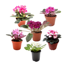 Load image into Gallery viewer, 10-Pack of 4” Pot African Violets, Saintpaulia ionantha, from 12 Available Colors, Colors May Vary but All Different, African Violet Live Plant, African violet plants, Plant Gifts, Holiday Gifts
