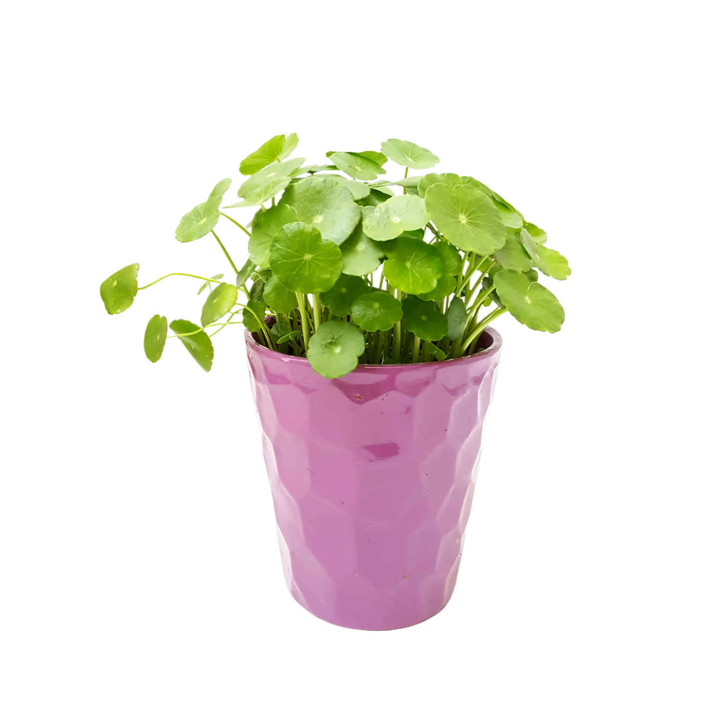 Copper Coin Plant, Hydrocotyle vulgaris, Lucky Plant, Money Plant, Marsh Pennywort, Pet Safe - 3-inch Nursery Pot