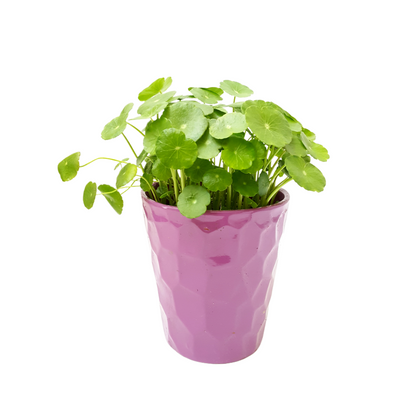 Copper Coin Plant, Hydrocotyle vulgaris, Lucky Plant, Money Plant, Marsh Pennywort, Pet Safe - 3-inch Nursery Pot