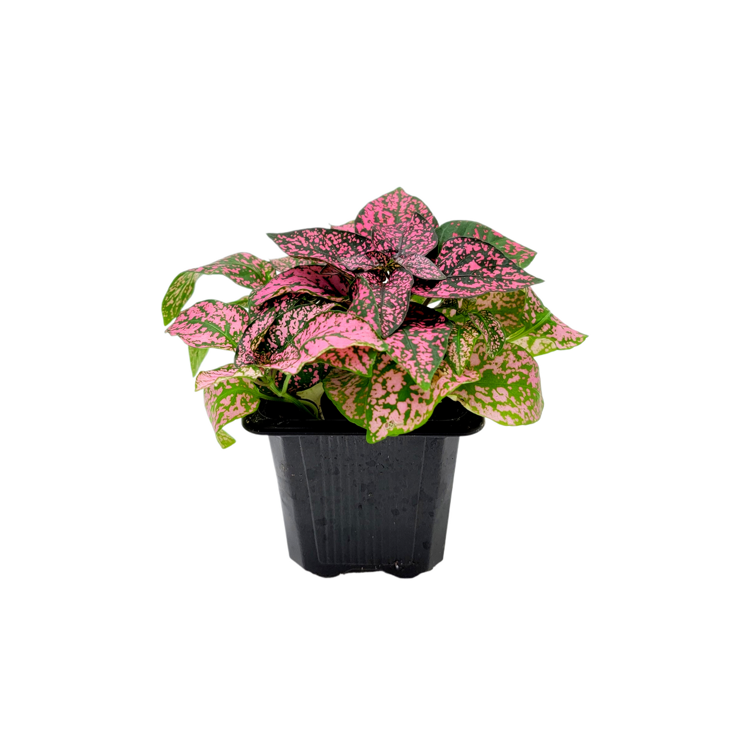 10-PK of Polka Dot Plants (10 Count), Hypoestes phyllostachya, 3-inch Pots, Colorful Indoor Houseplant with Pink and Green Foliage for Low Light Spaces