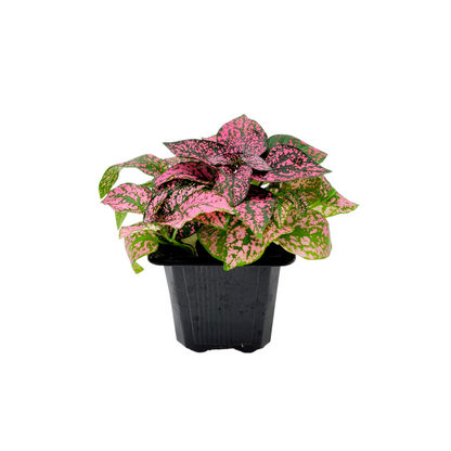 10-PK of Polka Dot Plants (10 Count), Hypoestes phyllostachya, 3-inch Pots, Colorful Indoor Houseplant with Pink and Green Foliage for Low Light Spaces