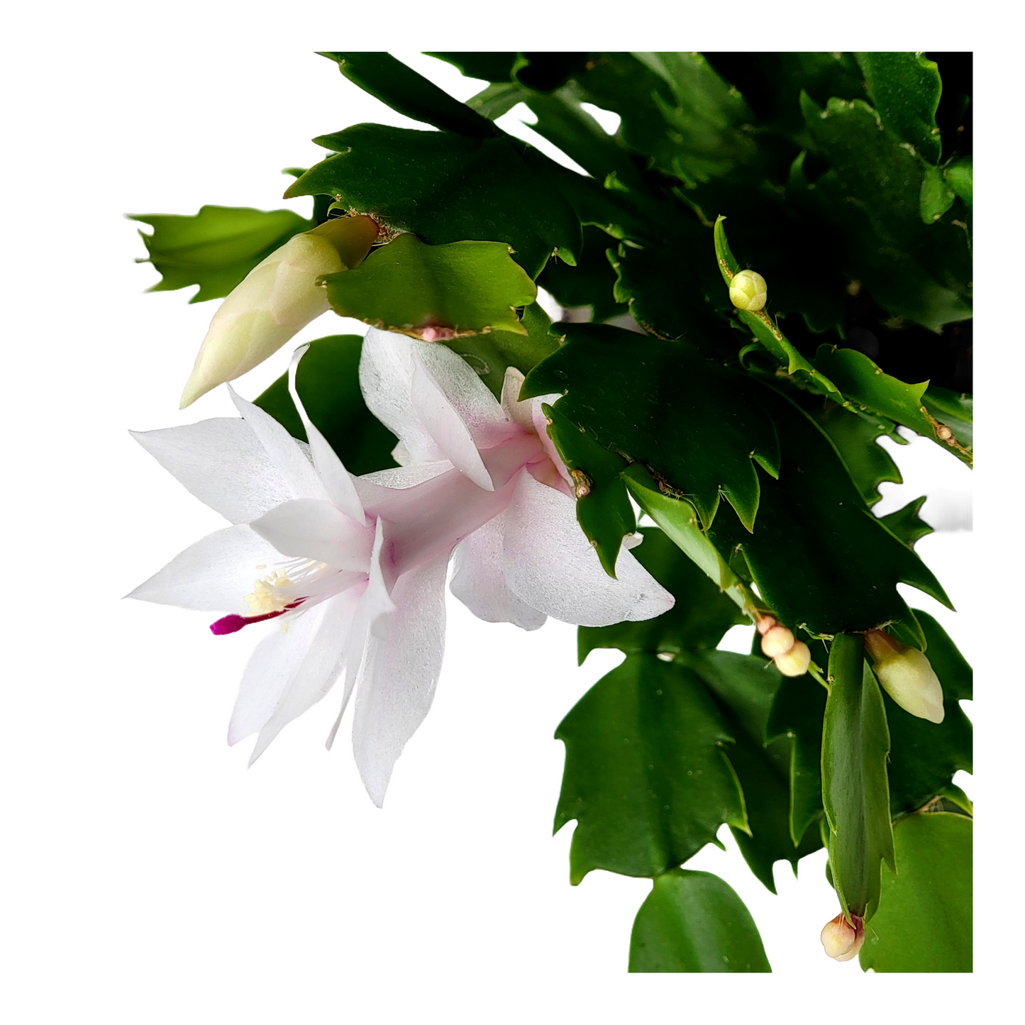 Thanksgiving Cactus, Live House Plant, Flowering Indoor Plant, Seasonal Pink White Flowers, Christmas Cactus, 4” Pot, Free Heat Pack