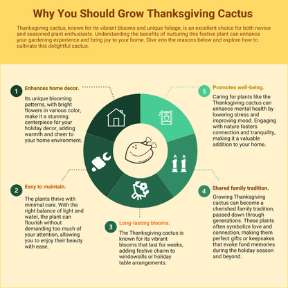 Thanksgiving Cactus, Live House Plant, Flowering Indoor Plant, Seasonal Pink White Flowers, Christmas Cactus, 6” Pot, Free Heat Pack