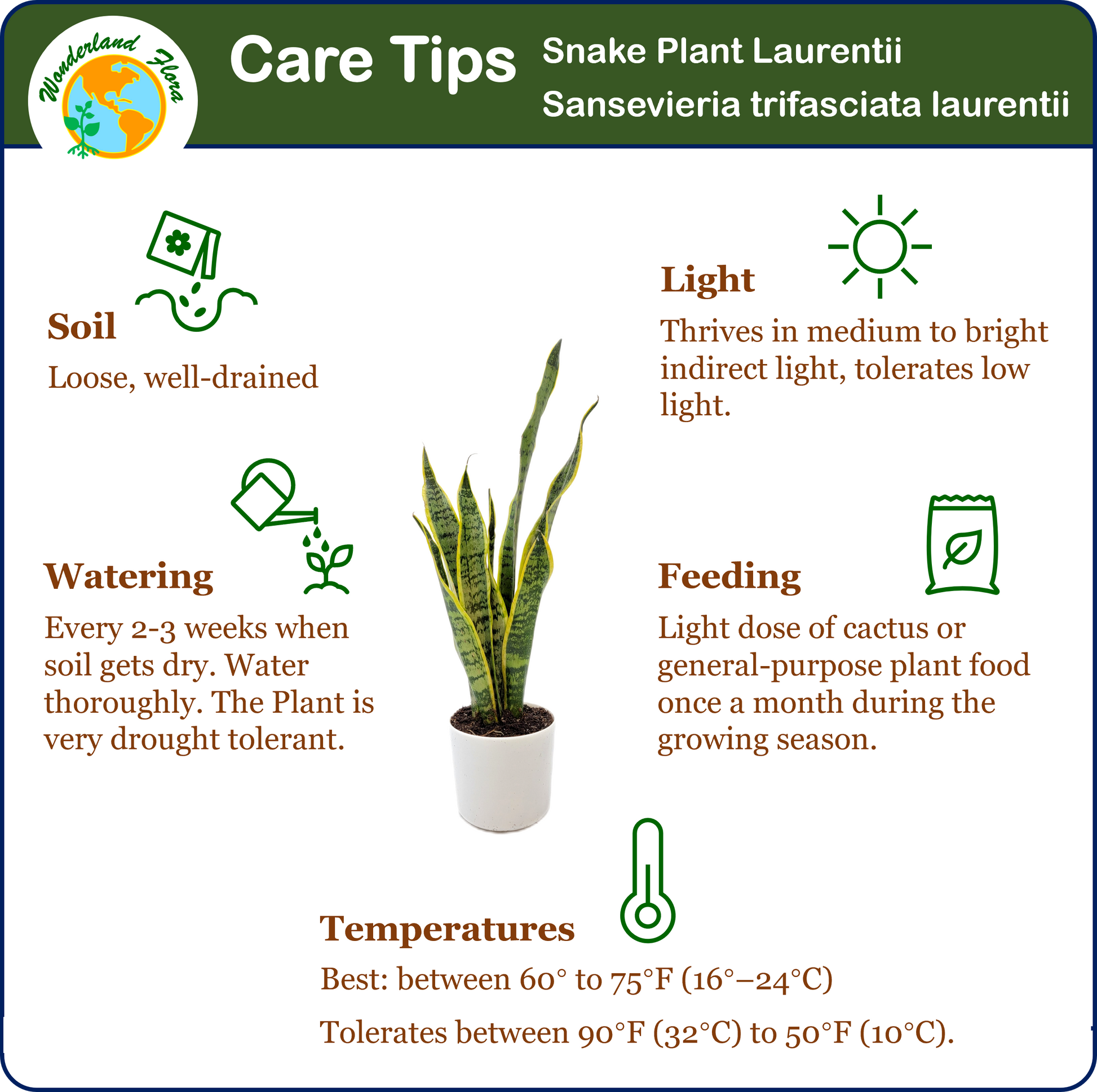 light requirements for snake plant Snake Plant, Variety of Laurentii, Beautiful Foliage, Low Maintenance, – Wonderland Flora