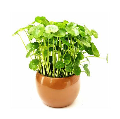 Copper Coin Plant, Hydrocotyle vulgaris, Lucky Plant, Money Plant, Marsh Pennywort, Pet Safe - 3-inch Nursery Pot