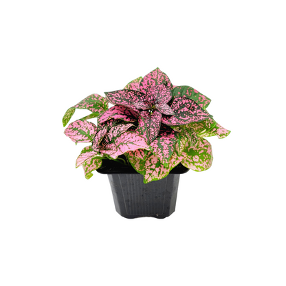 10-PK of Polka Dot Plants (10 Count), Hypoestes phyllostachya, 3-inch Pots, Colorful Indoor Houseplant with Pink and Green Foliage for Low Light Spaces