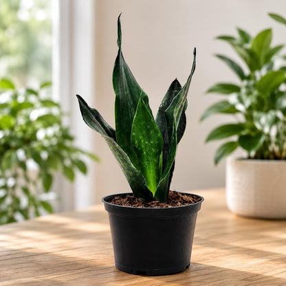 Sansevieria Black Dragon Snake Plant in 6-Inch Nursery Pot – Easy Low Light Indoor Houseplant