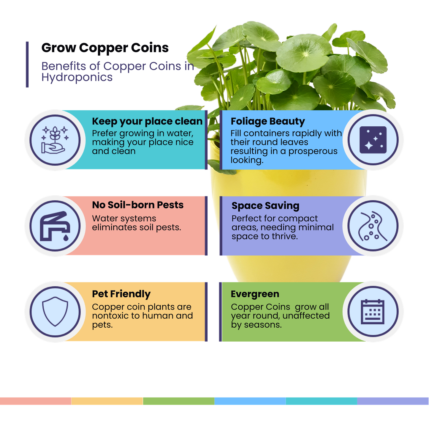 Copper Coin Plant, Hydrocotyle vulgaris, Lucky Plant, Money Plant, Marsh Pennywort, Pet Safe - 3-inch Nursery Pot