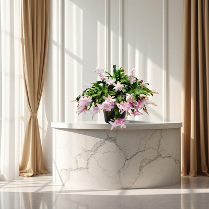 Thanksgiving Cactus, House Plant, Flowering Indoor Plant, Seasonal Pink White Flowers, Christmas Cactus, 8” Hanging Basket, Free Heat Pack