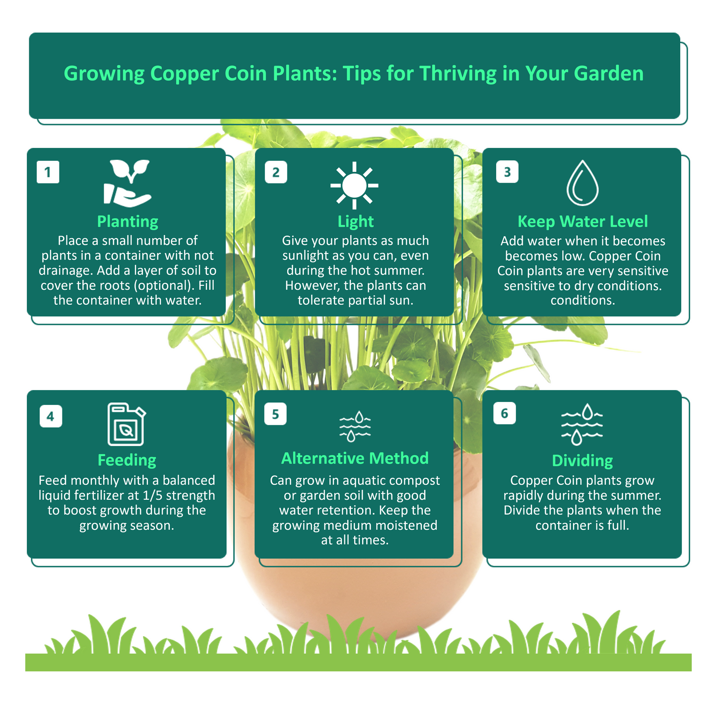 Copper Coin Plant, Hydrocotyle vulgaris, Lucky Plant, Money Plant, Marsh Pennywort, Pet Safe - 3-inch Nursery Pot