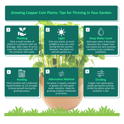 Copper Coin Plant, Hydrocotyle vulgaris, Lucky Plant, Money Plant, Marsh Pennywort, Pet Safe - 3-inch Nursery Pot