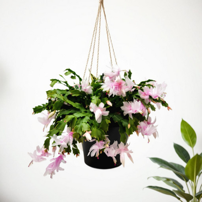 Thanksgiving Cactus, House Plant, Flowering Indoor Plant, Seasonal Pink White Flowers, Christmas Cactus, 8” Hanging Basket, Free Heat Pack