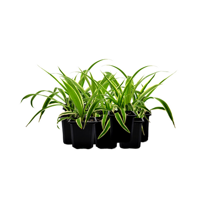 10-PK of Reverse Variegated Spider Plant – Chlorophytum comosum ‘Reverse’ in 3-inch Pot, Air Purifier, Easy Indoor Houseplant (10 Count)