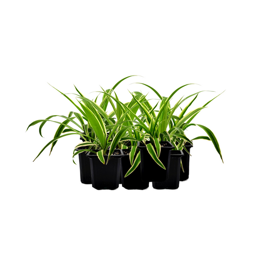 10-PK of Reverse Variegated Spider Plant – Chlorophytum comosum ‘Reverse’ in 3-inch Pot, Air Purifier, Easy Indoor Houseplant (10 Count)