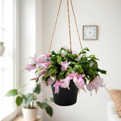 Thanksgiving Cactus, House Plant, Flowering Indoor Plant, Seasonal Pink White Flowers, Christmas Cactus, 8” Hanging Basket, Free Heat Pack