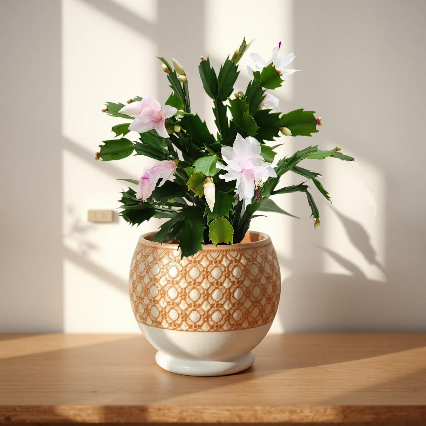 Thanksgiving Cactus, Live House Plant, Flowering Indoor Plant, Seasonal Pink White Flowers, Christmas Cactus, 4” Pot, Free Heat Pack