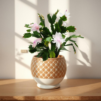 Thanksgiving Cactus, Live House Plant, Flowering Indoor Plant, Seasonal Pink White Flowers, Christmas Cactus, 4” Pot, Free Heat Pack