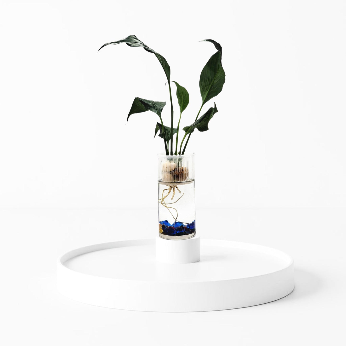 Modern Hydroponic Peace Lily in Glass Cylinder Vase, NASA-Approved Air Purifying Indoor Plant, Live Houseplant