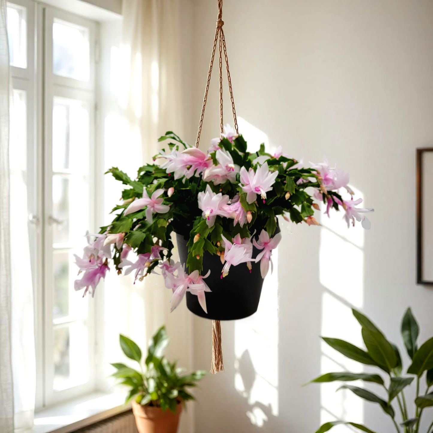 Thanksgiving Cactus, House Plant, Flowering Indoor Plant, Seasonal Pink White Flowers, Christmas Cactus, 8” Hanging Basket, Free Heat Pack