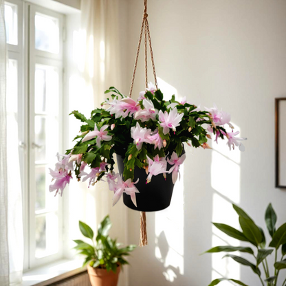 Thanksgiving Cactus, House Plant, Flowering Indoor Plant, Seasonal Pink White Flowers, Christmas Cactus, 8” Hanging Basket, Free Heat Pack