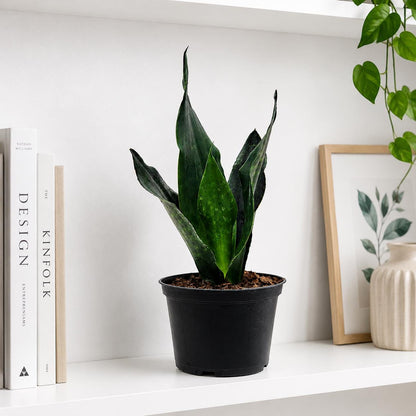Sansevieria Black Dragon Snake Plant in 6-Inch Nursery Pot – Easy Low Light Indoor Houseplant