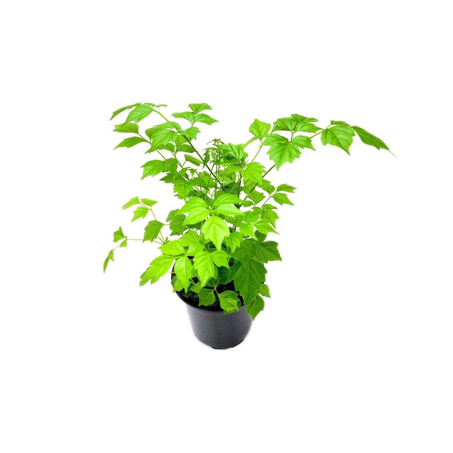 China Doll Plants, Radermachera sinica – Houseplants, Indoor Trees, Foliage Plants – 4” Pot FREE HEATPACK