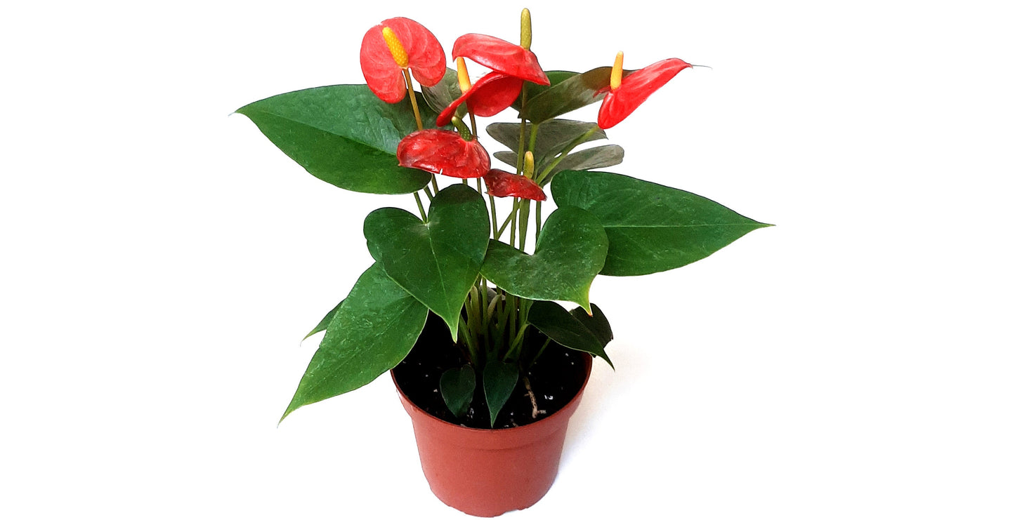 4” Anthurium Dutch Red, Anthurium andraeanum, Flamingo Flower, Laceleaf – Houseplants, Flowering Plants, Air Purifier, Gifts, Lucky Plants