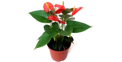 4” Anthurium Dutch Red, Anthurium andraeanum, Flamingo Flower, Laceleaf – Houseplants, Flowering Plants, Air Purifier, Gifts, Lucky Plants