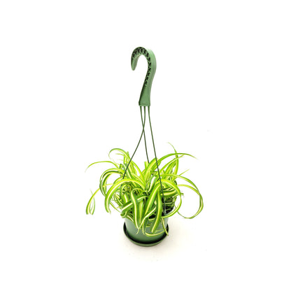 Bonnie Curly Spider Plant, Chlorophytum comosum, Airplane Plant - Houseplants, Foliage Plants, Airpurifiers, Home Decor - 6"-Hanging Basket