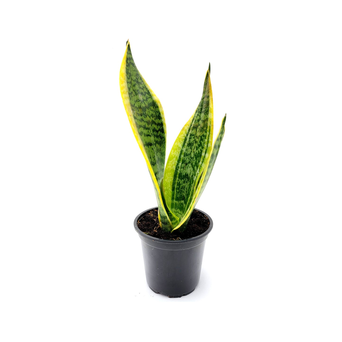 Snake Plant ‘Futura Superba’, Dracaena trifasciata, Sansevieria trifasciata, Air Purifier, Low-Light – 4” Pot - Free Heatpack